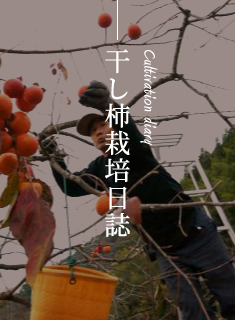 干し柿栽培日誌